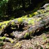 09 b Schluchensteig Etappe 4 - 6